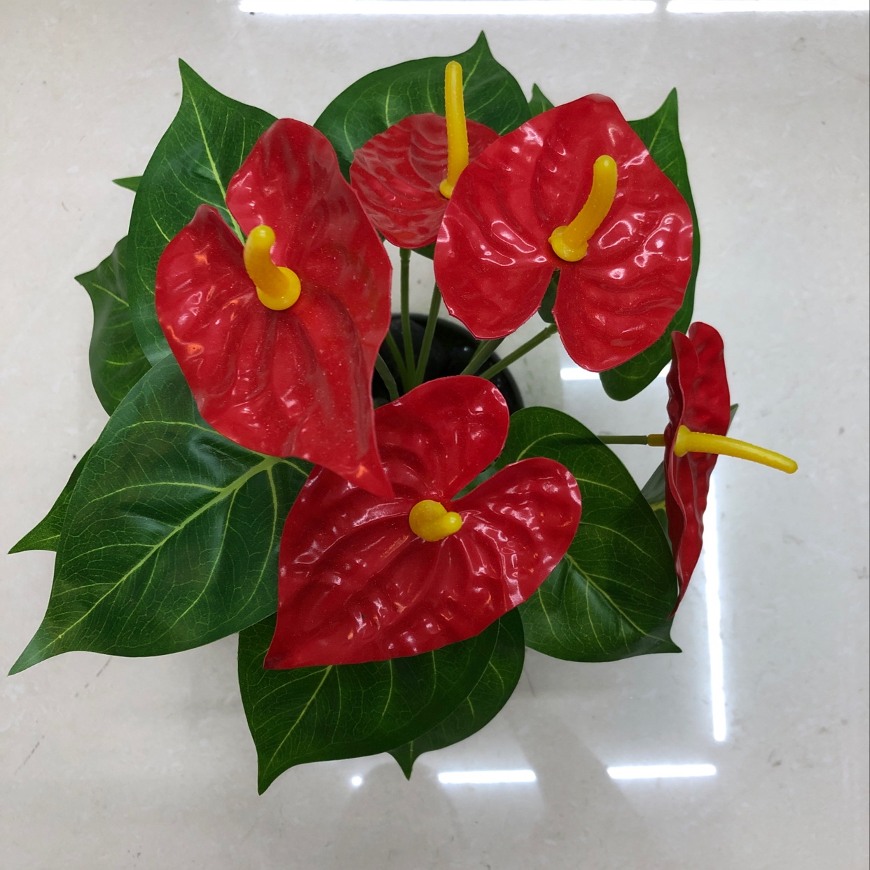 Eighteen anthuriums details Picture