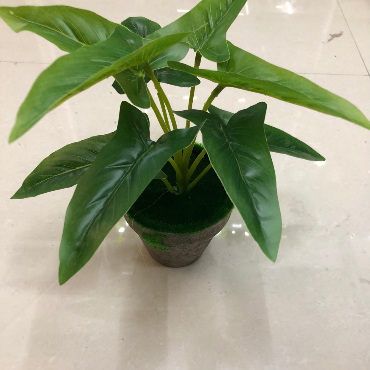 Nine long leaves details Picture
