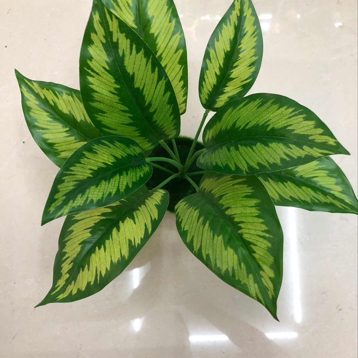 Nine watermelon leaves details Picture