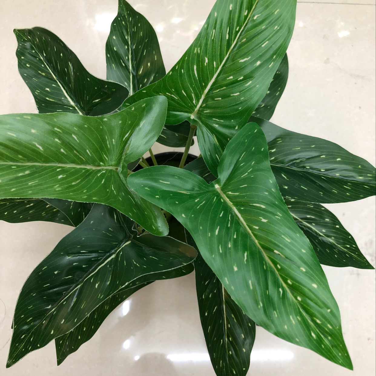 There are 18 long leaves with white spots details Picture