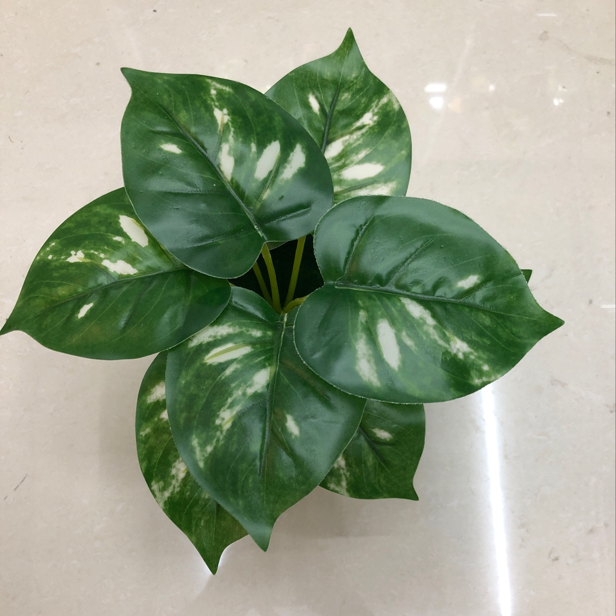 Nine white-spotted evergreen plants details Picture