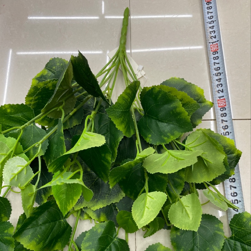 125. Cotyledons Specification image