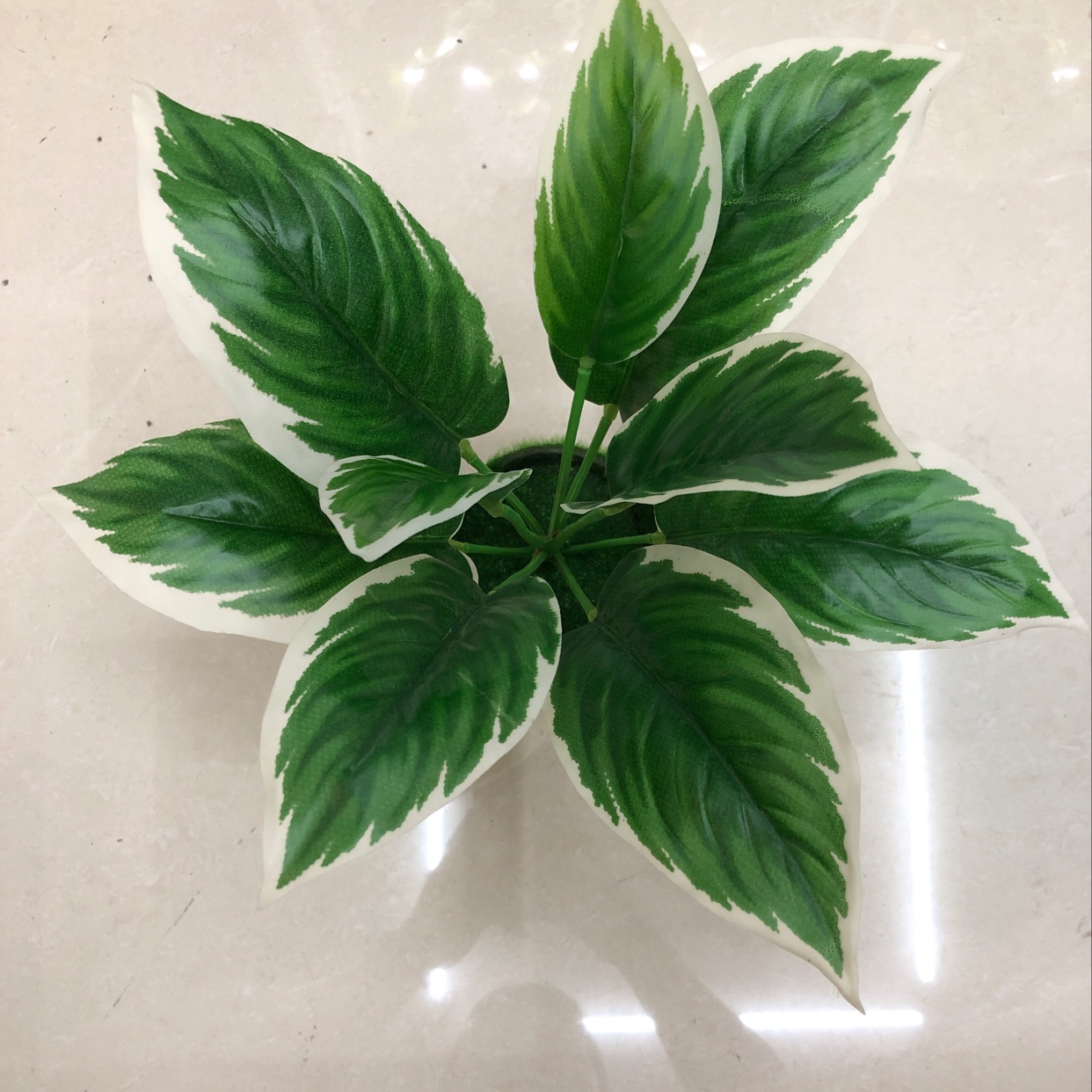It has 9 long leaves with white edges details Picture
