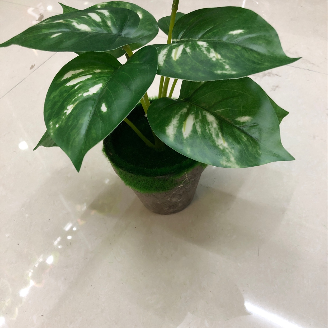 Nine white-spotted evergreen plants Specification image