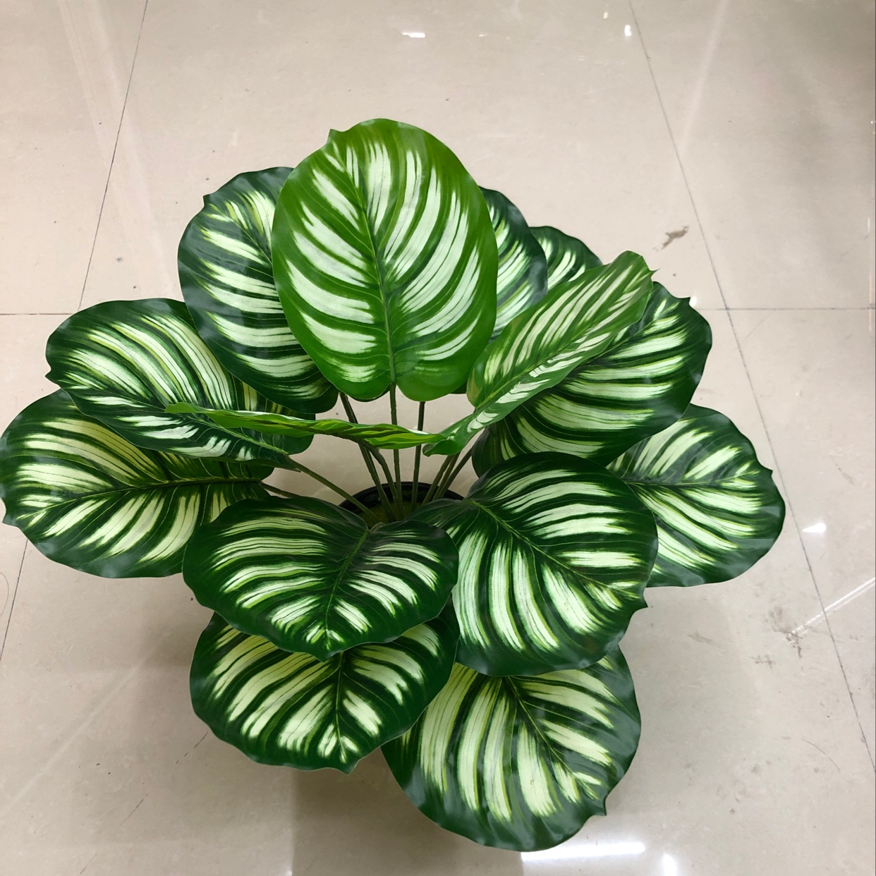 Fifteen white and green pothos