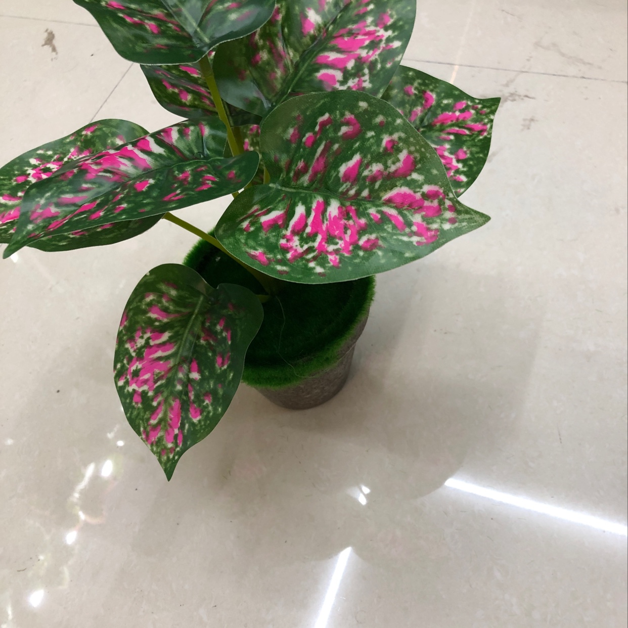 Nine red-spotted evergreen plants Specification image