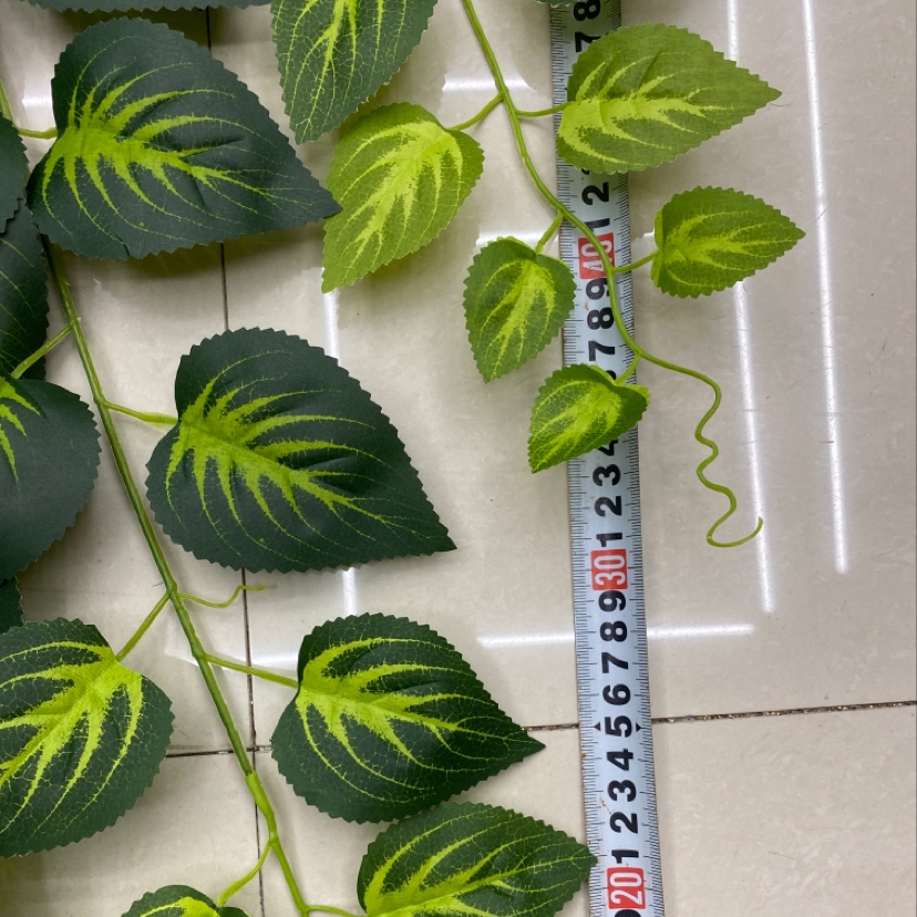 125-leafed green Perilla Application Scenario