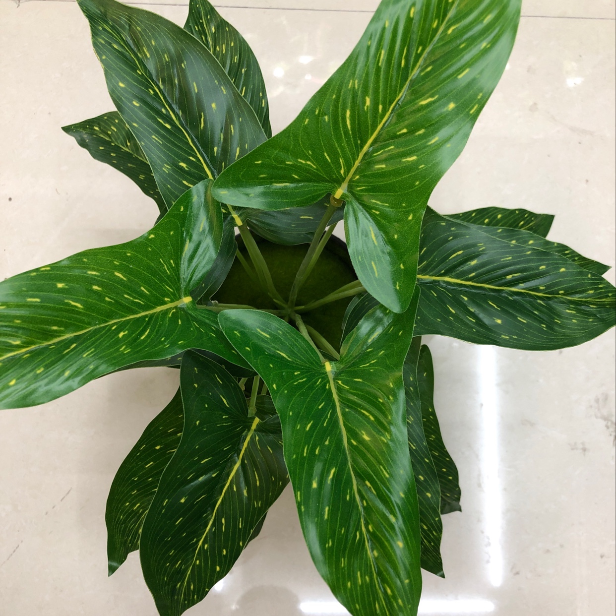 18 long leaves with yellow dots details Picture