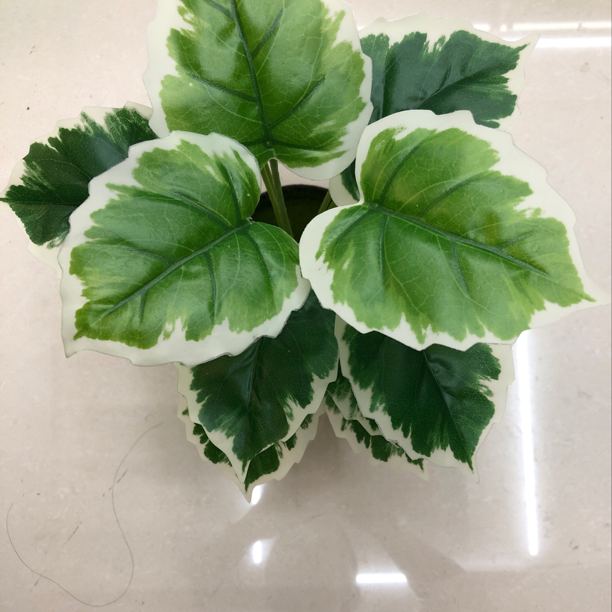 Eighteen white-banded ivy plants details Picture