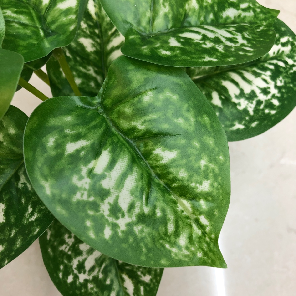 Nine white evergreen plants Application Scenario