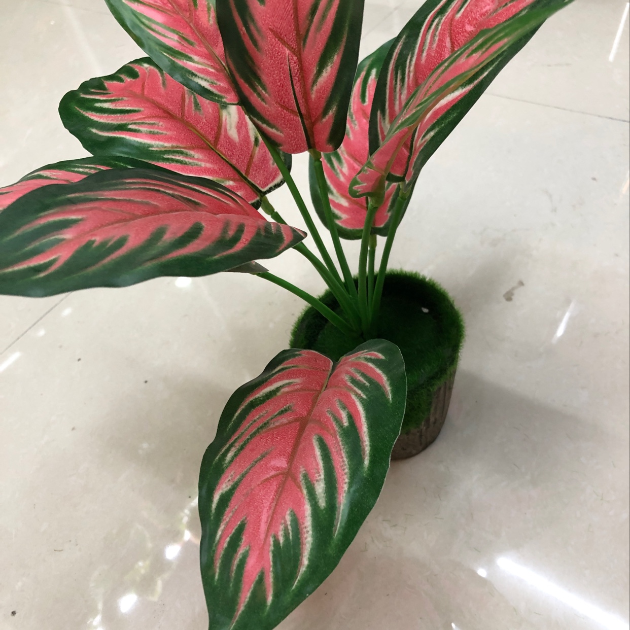 Nine red-edged long leaves Specification image