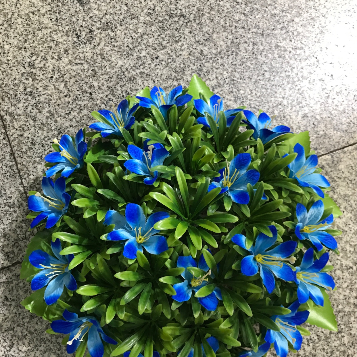 小百合盘