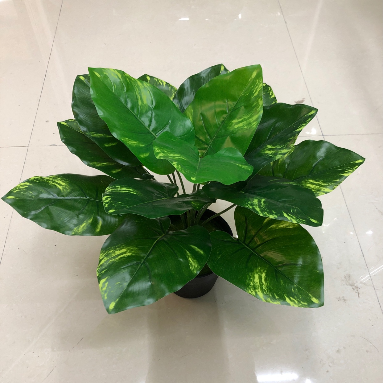 15头滴水观音黄点