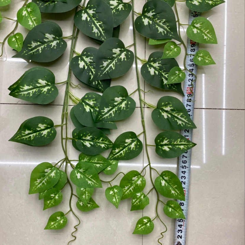 The 125-leafed white-fleshed evergreen details Picture