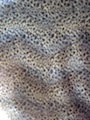 Leopard-print short plush brush bristles can be customized according to samples. Factory direct sales. New products of the season. Wholesale and retail available Specification image