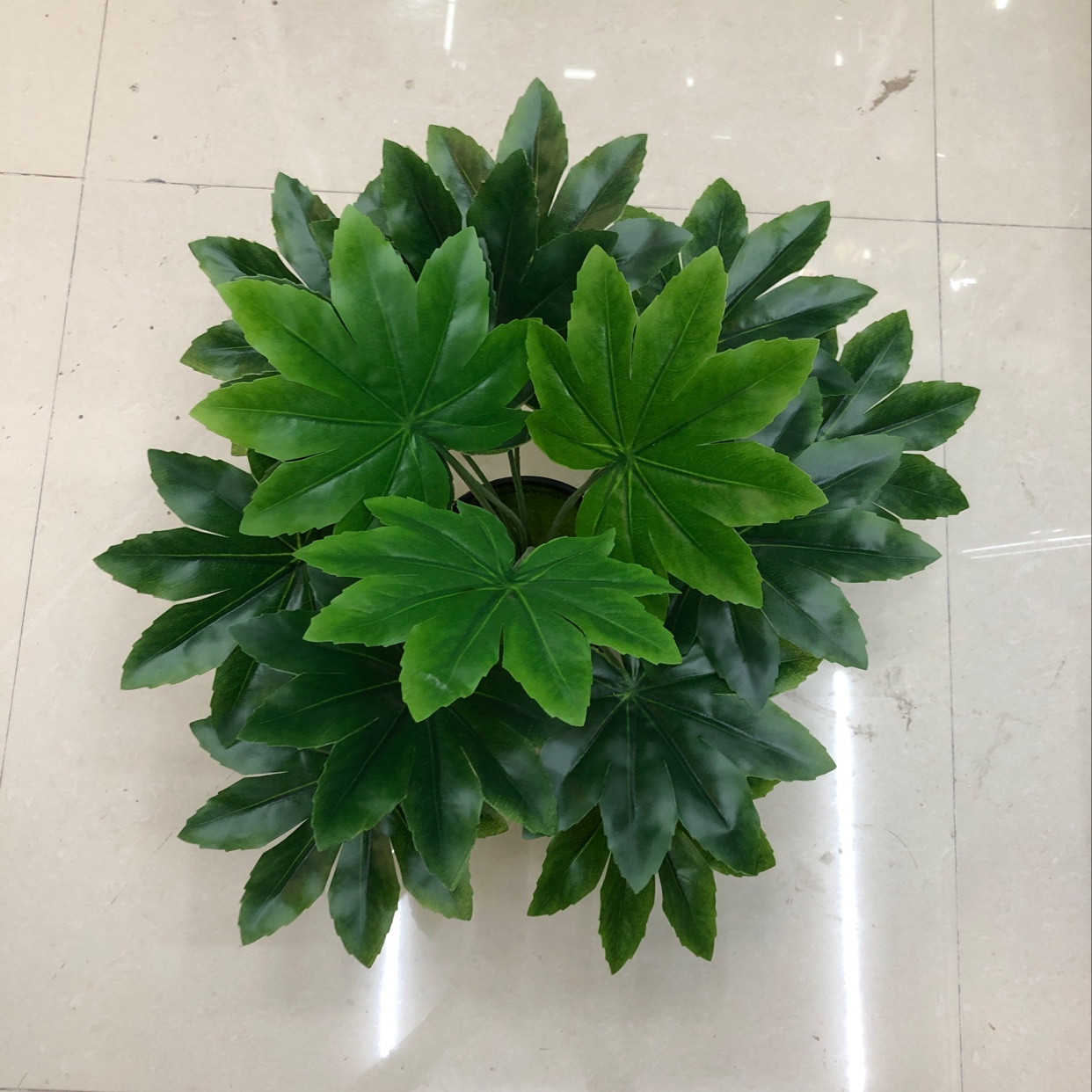 15 star anise golden leaves details Picture