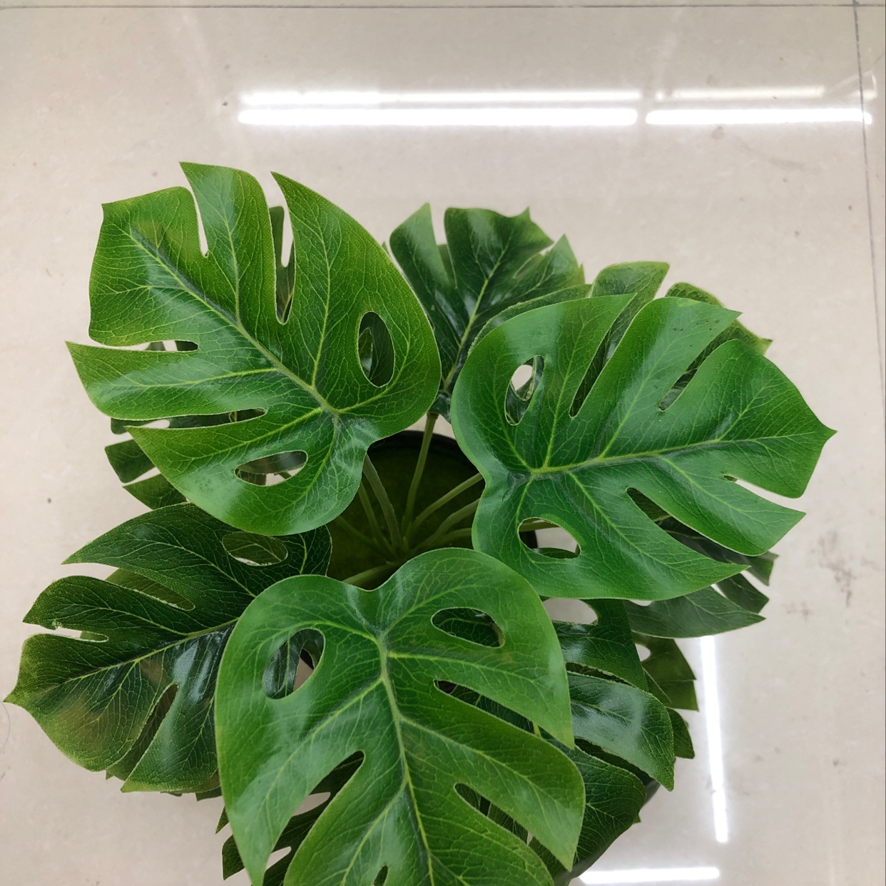 18头贵妃叶产品图