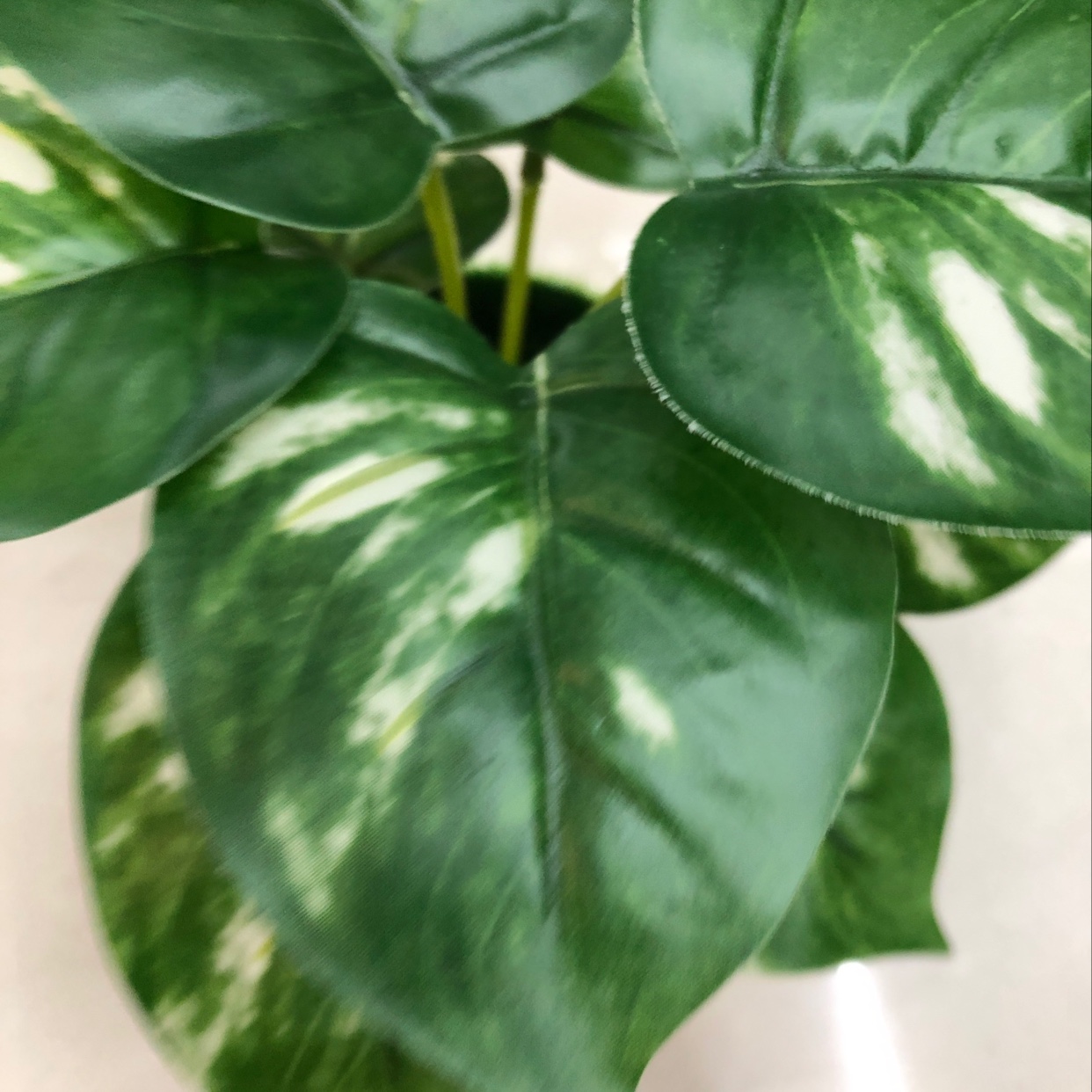 Nine white-spotted evergreen plants Application Scenario