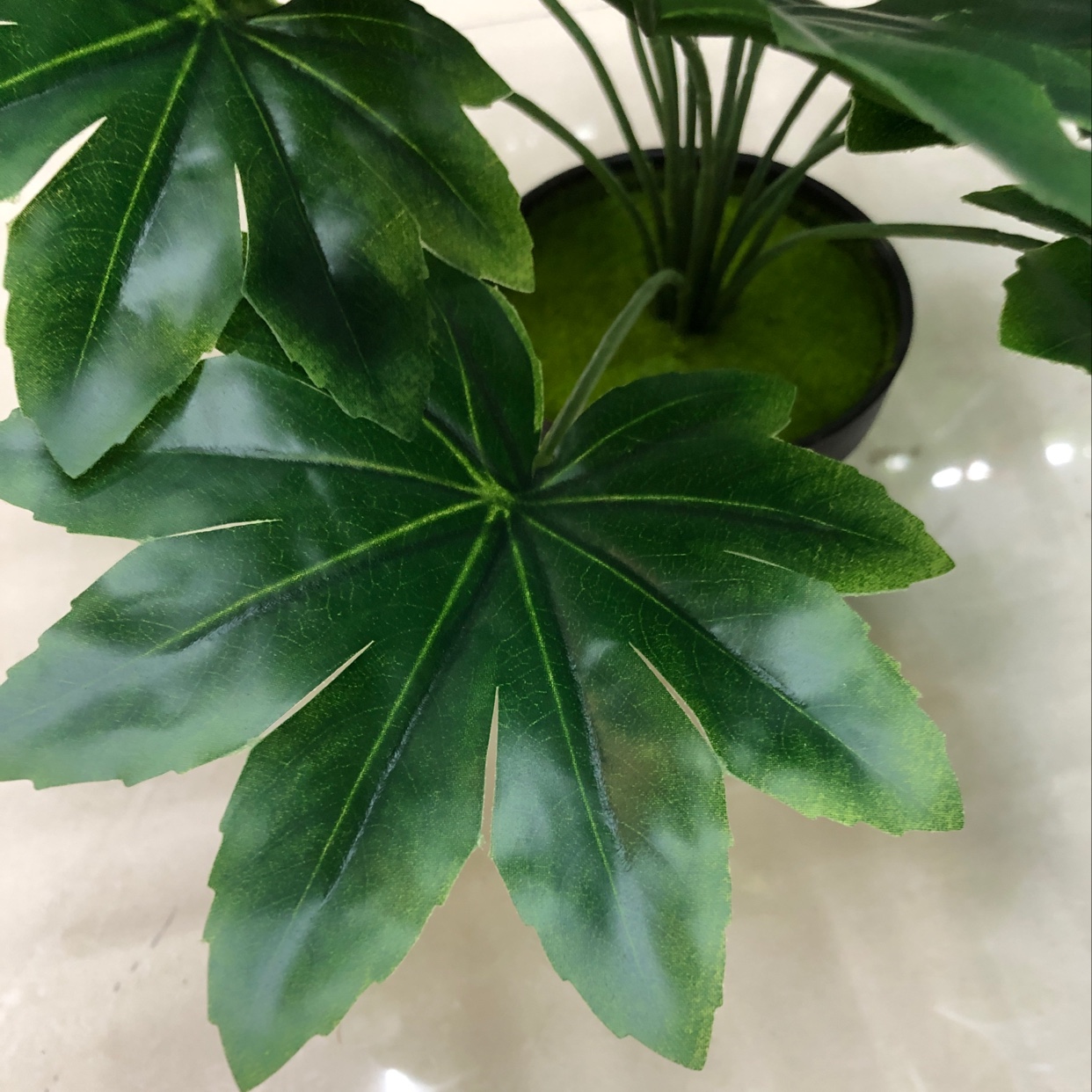 15 star anise golden leaves Application Scenario