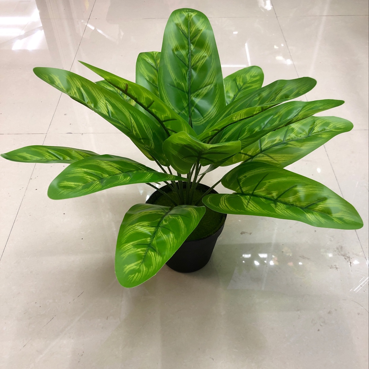 It has 15 long leaves