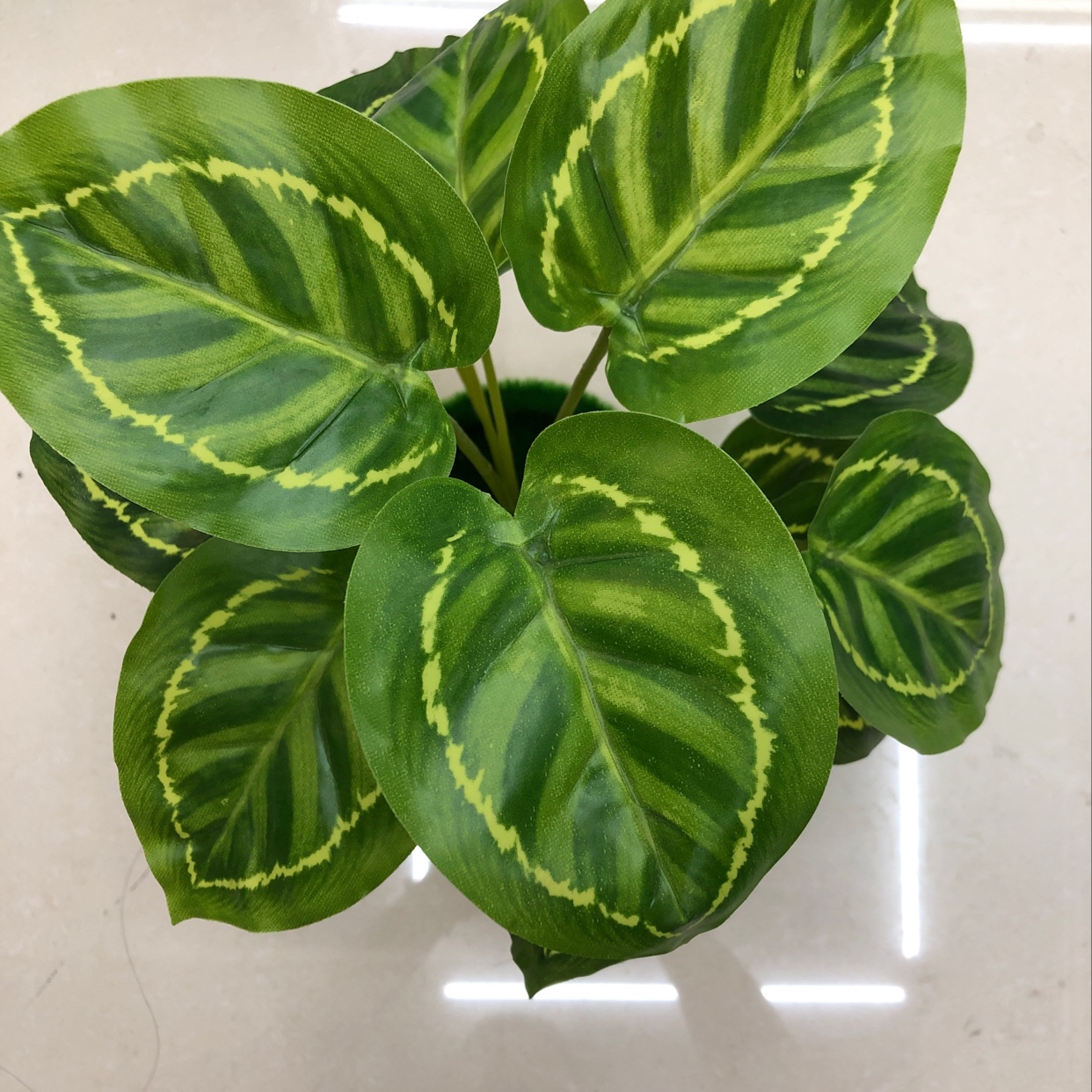 18 green peacock leaves details Picture
