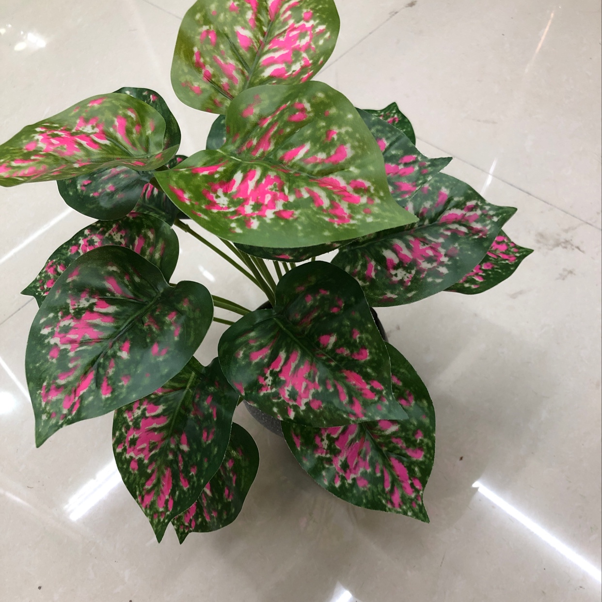 18 red-spotted evergreen plants Specification image