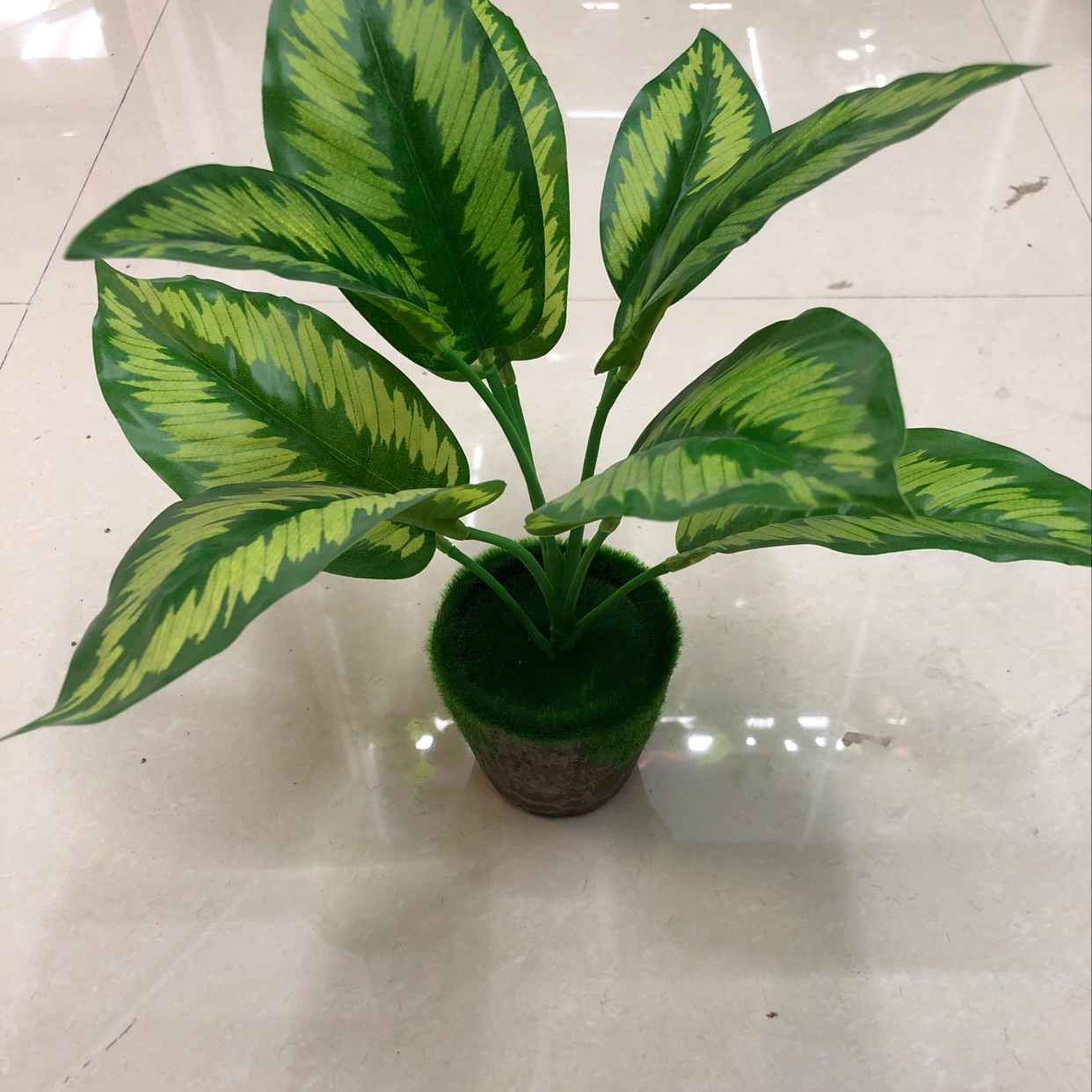 Nine watermelon leaves