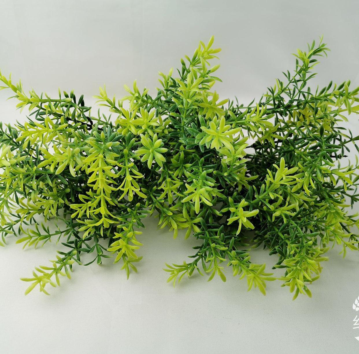 植物草