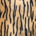 Short plush tiger-patterned fine tiger-striped fabric factory direct sales of new season products undefined
