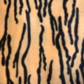 Short plush tiger-patterned fine tiger-striped fabric factory direct sales of new season products undefined