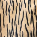 Short plush tiger-patterned fine tiger-striped fabric factory direct sales of new season products undefined