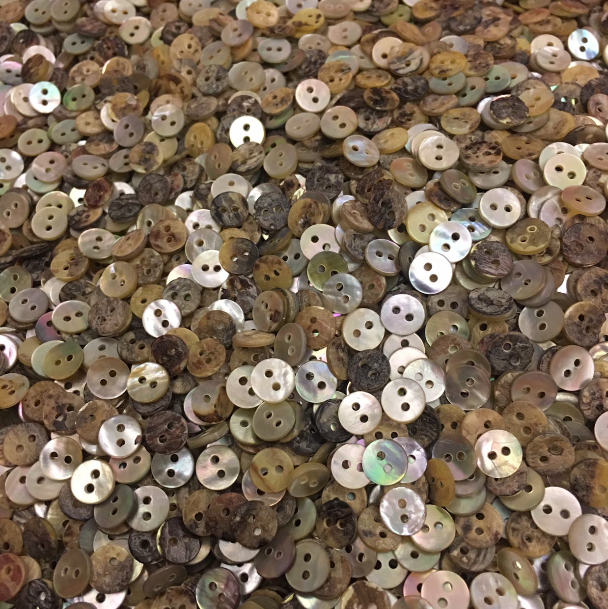 两眼贝壳纽扣两眼贝壳纽扣两眼贝壳纽扣两眼贝壳纽扣两眼贝壳纽扣