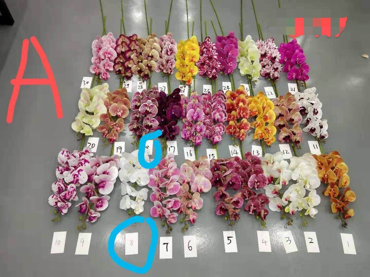 Orchid