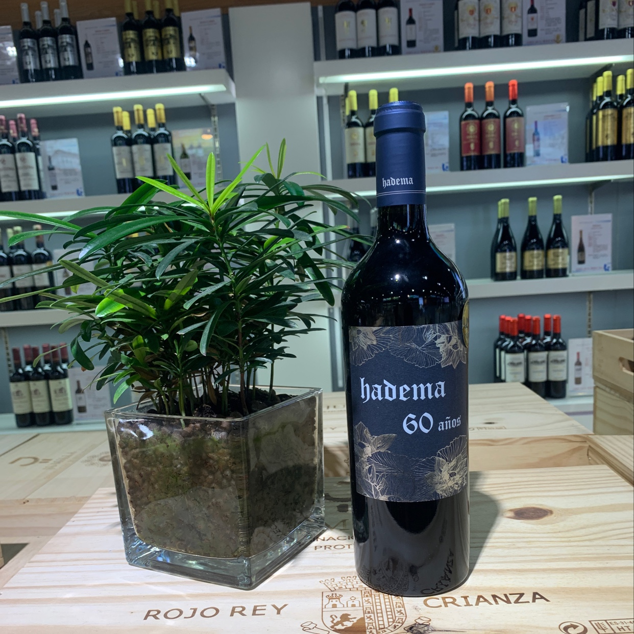 哈得玛60年老母腾