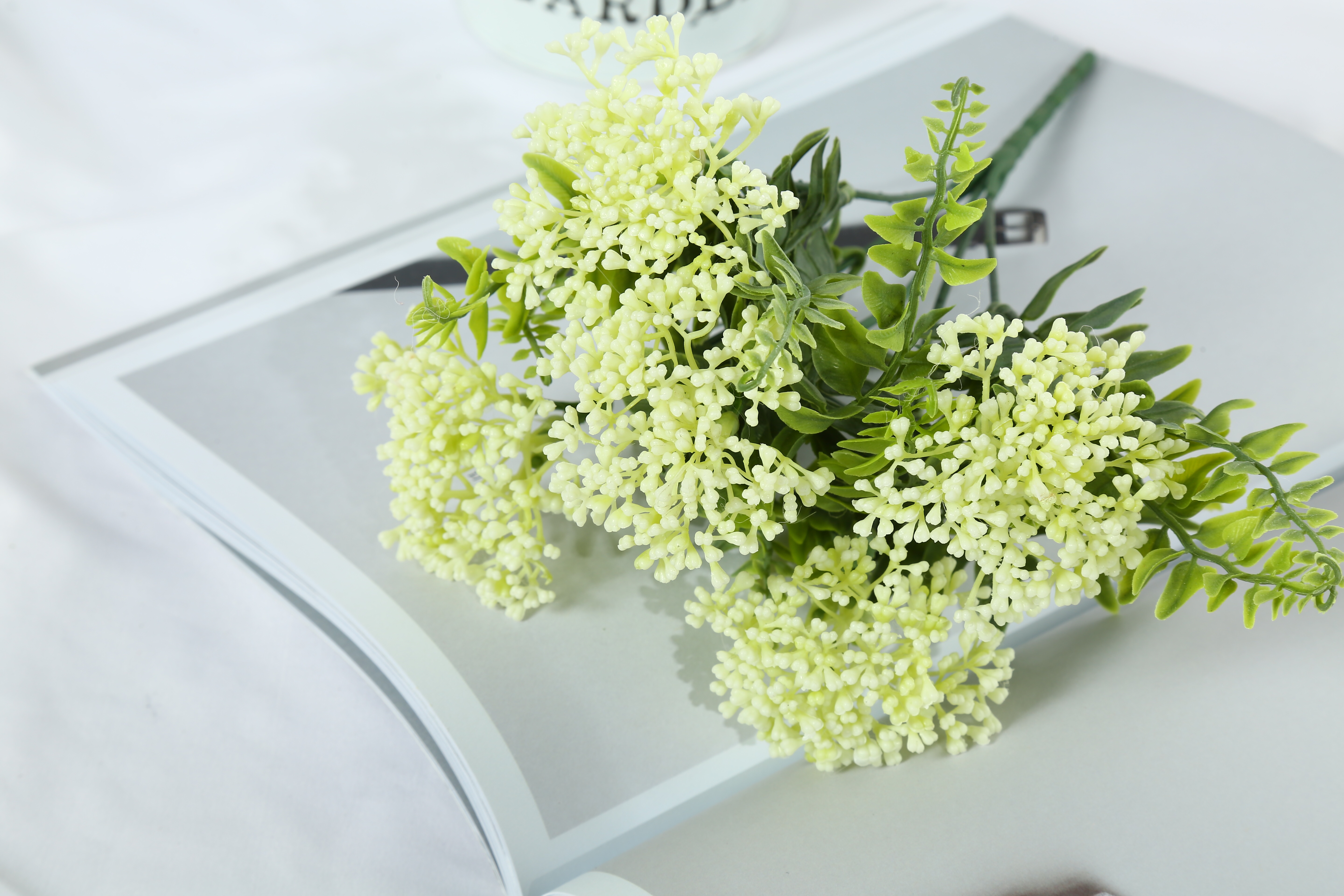 5叉波斯玫果白底实物图