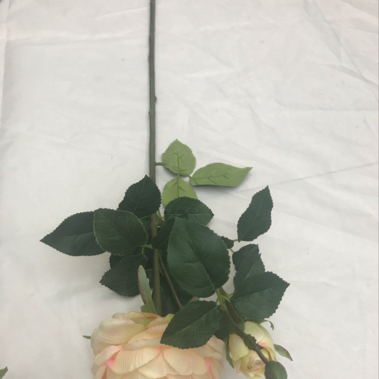 Two peonies on a single branch undefined