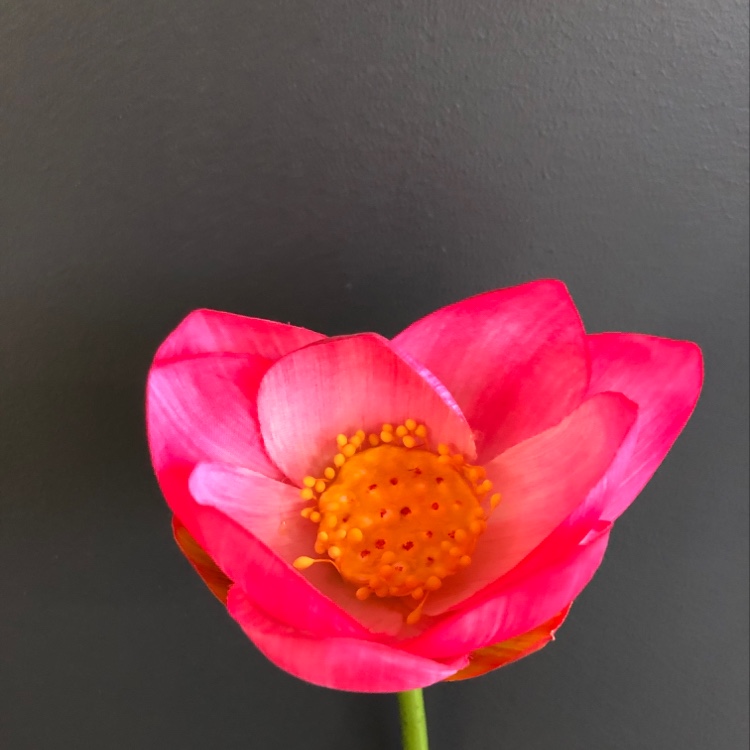 插花小荷花 仿真荷花