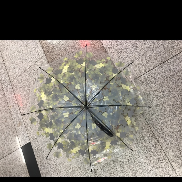 60Cm Apollo Maple Leaf Transparent Umbrella Specification drawing