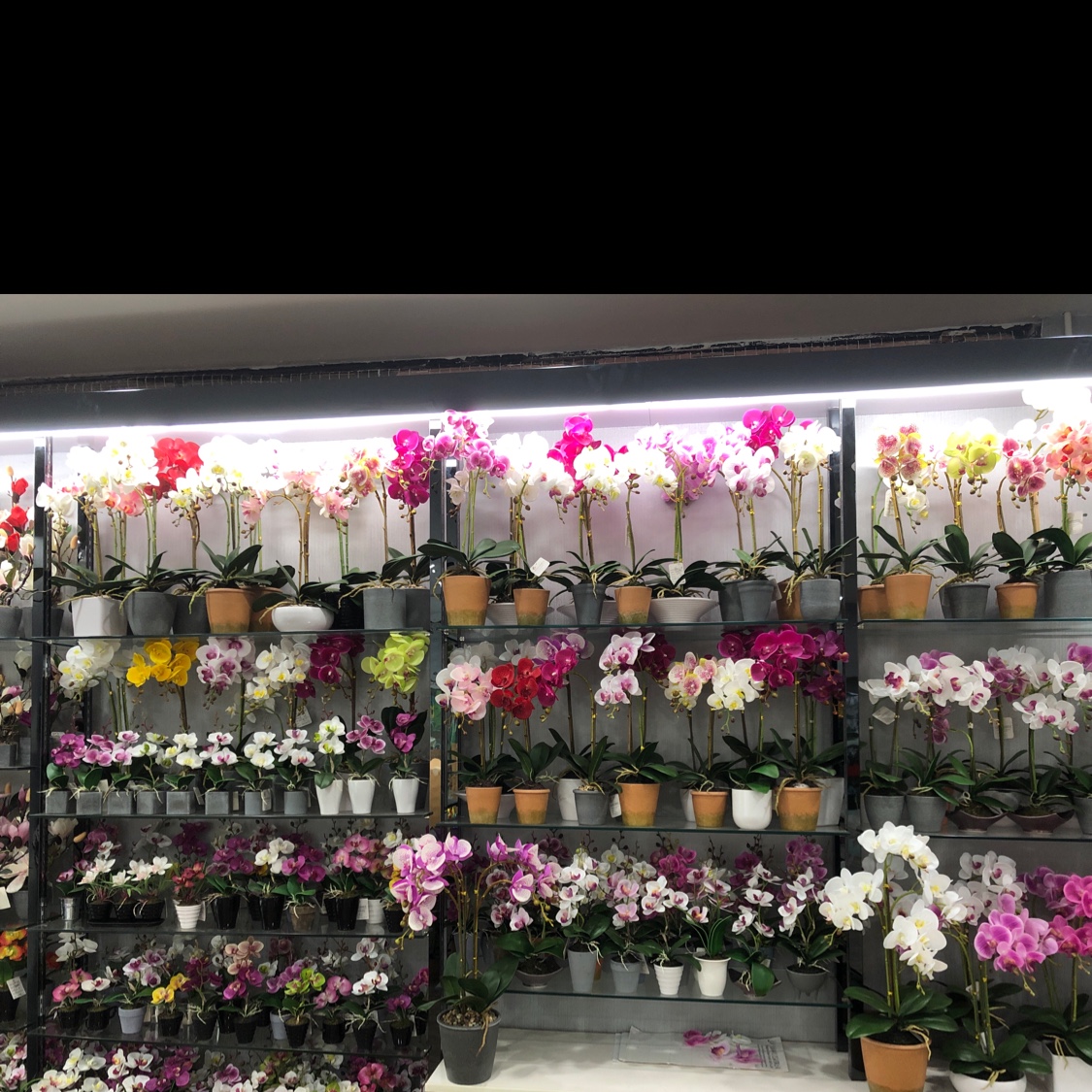 Sanfengyuan Flower describe pic - 3