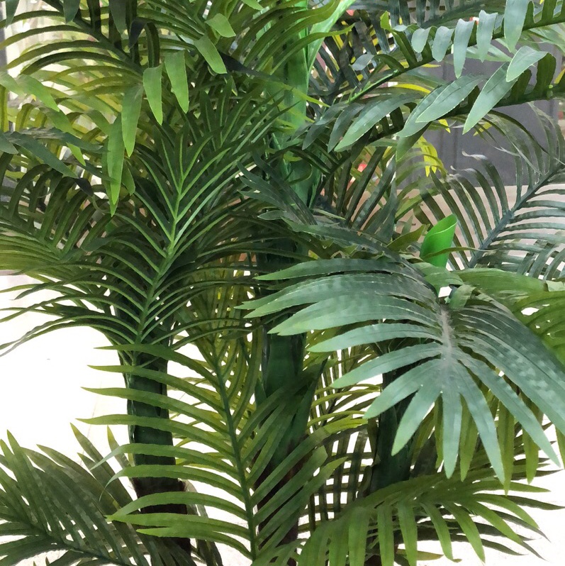 palm