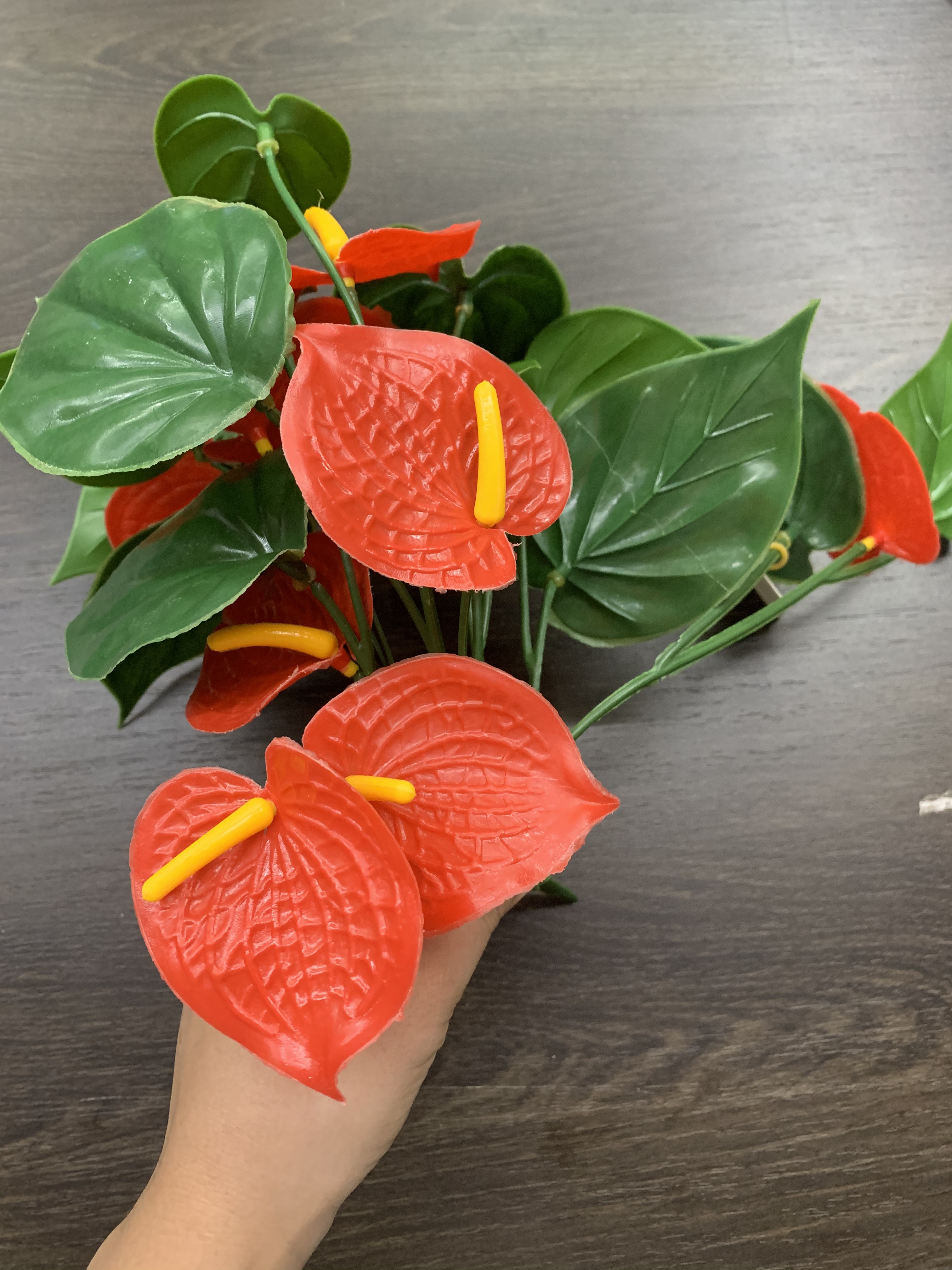 Little Red palm Specification image