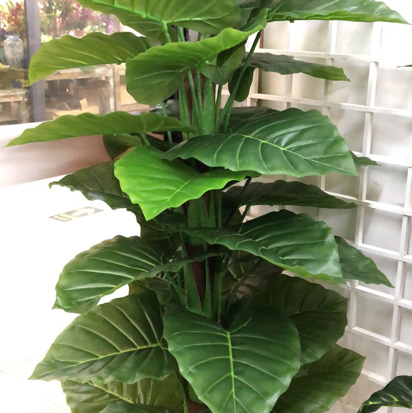 Big tree