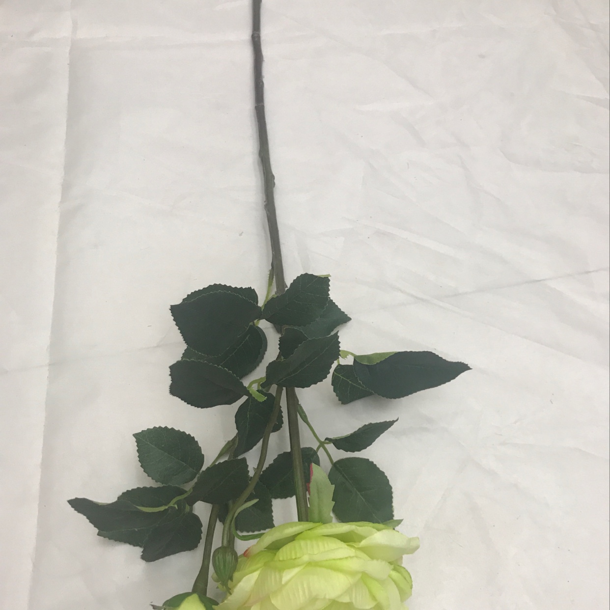 Two peonies on a single branch undefined