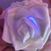 20灯泡沫玫瑰细节图