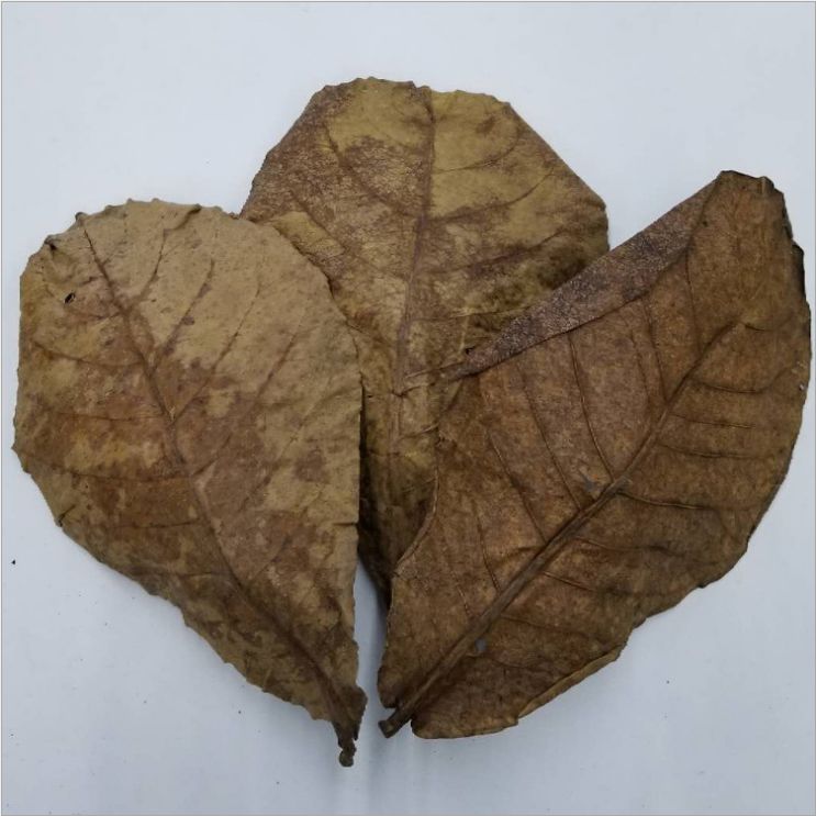 Yiwu Good goods Aquarium Fish tank, olive leaf aquarium sterilization, PH small-scale treatment, softening water quality, acid reduction, Betta fish lazy person Specification image