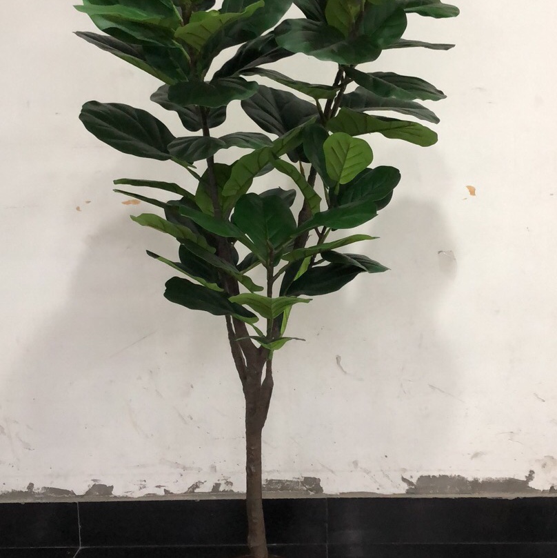 中号榕琴