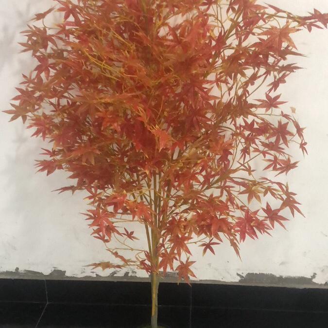 Maple leaves are red.