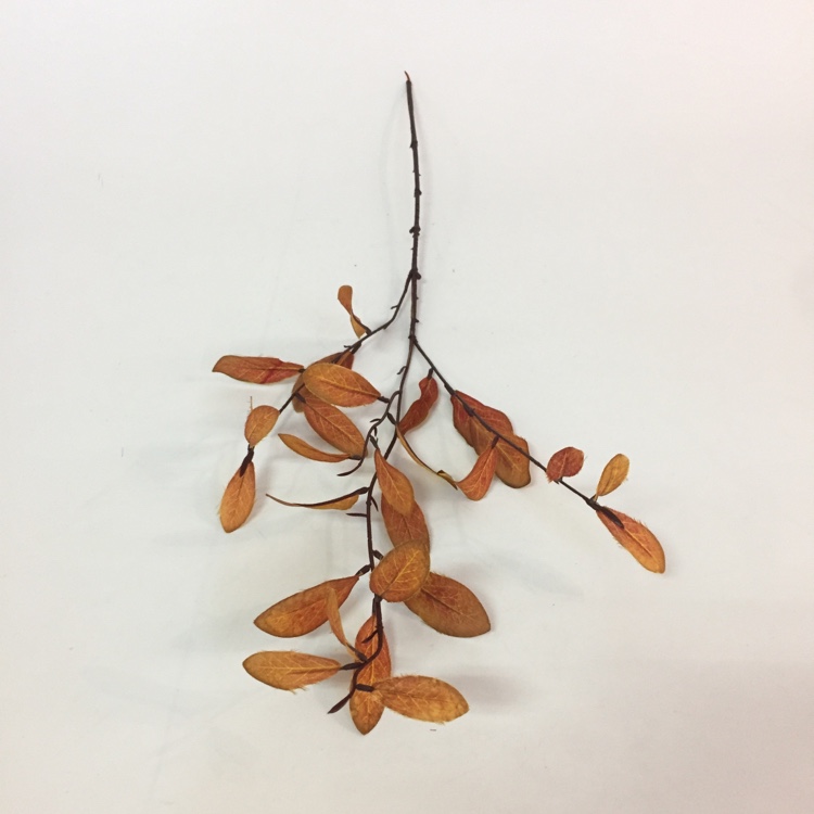 3叉小橄榄叶仿真绿植绿叶摆放花草白底实物图