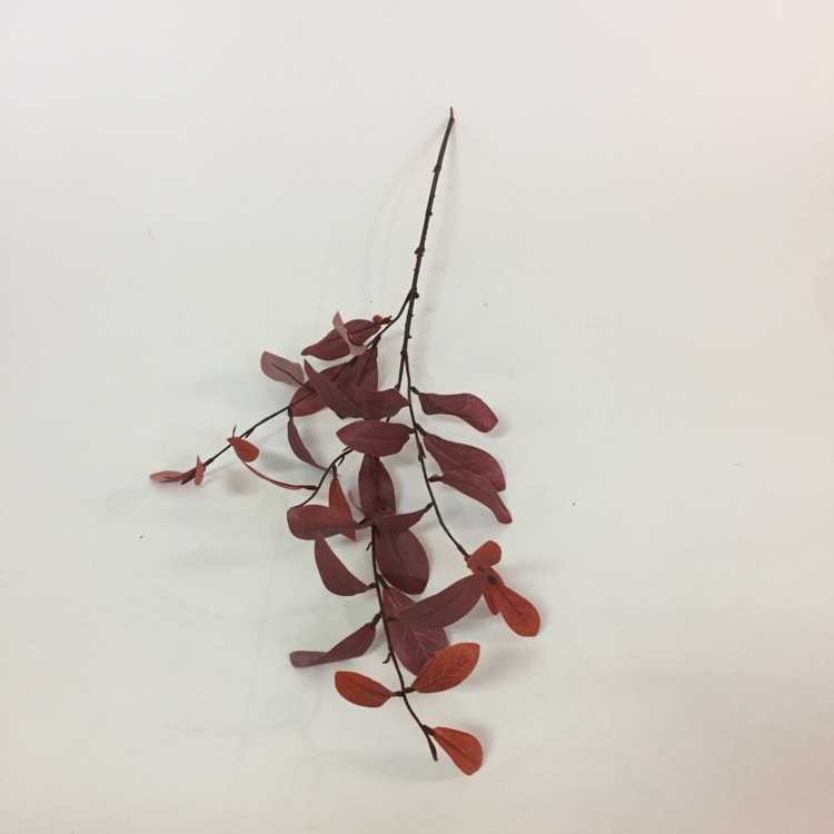 3叉小橄榄叶仿真绿植绿叶摆放花草详情图8