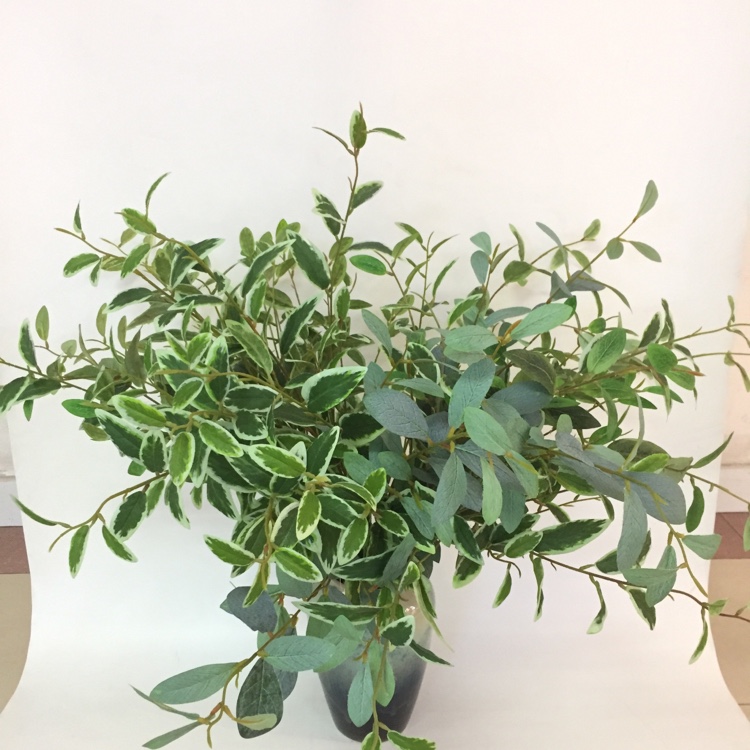 3叉小橄榄叶仿真绿植绿叶摆放花草产品图